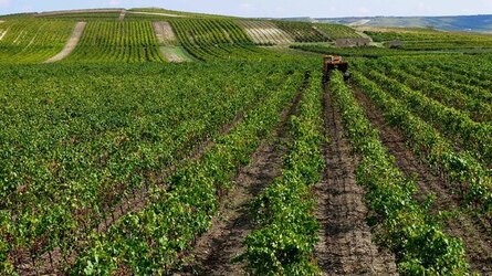 VIGNETO tipico siciliano a Salemi panoramiche e particolari. Fotografie di Giulio Azzarello &copy;2014.