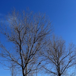 ALBERI. Fotografie di Giulio Azzarello &copy;2024.