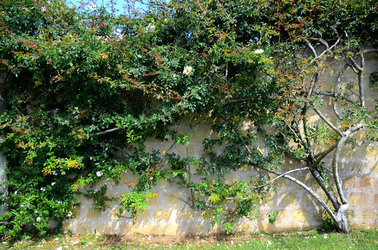VENDEMMIA di AUTUNNO a S.Cristina Gela in Sicilia. Fotografie di Giulio Azzarello &copy;2016.