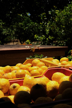 PAESAGGIO SICILIANO in provincia di Enna. Fotografie di Giulio Azzarello &copy;2014.