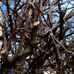 PIANTE. Fotografie di Giulio Azzarello ©2022. PIANTE. Fotografie di Giulio Azzarello ©2022.