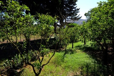 GIARDINO SICILIANO fotografie di Giulio Azzarello ©2021. GIARDINO SICILIANO fotografie di Giulio Azzarello ©2021.