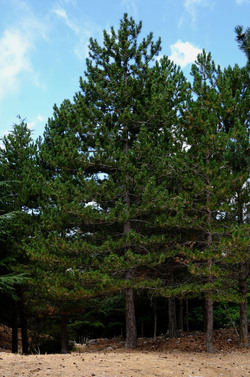 IL PARCO DELLE MADONIE da Polizzi Generosa in Sicilia. Fotografie di Giulio Azzarello &copy;2014.