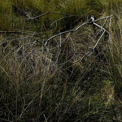 PIANTE. Fotografie di Giulio Azzarello ©2022. PIANTE. Fotografie di Giulio Azzarello ©2022.