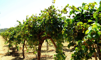 GORGHI TONDI oasi di vigneti e piante Mazzara del Vallo in Sicilia. Foto di Giulio Azzarello ©2016. GORGHI TONDI oasi di vigneti e piante Mazzara del Vallo in Sicilia. Foto di Giulio Azzarello ©2016.