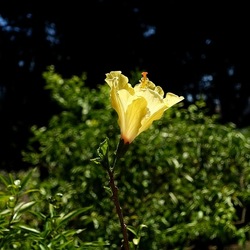 GIARDINO SICILIANO. Fotografie di Giulio Azzarello ©2022. GIARDINO SICILIANO. Fotografie di Giulio Azzarello ©2022.