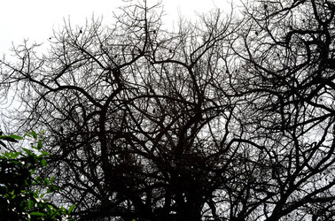 ORTO BOTANICO di Palermo in inverno. Fotografie di Giulio Azzarello &copy;2016.
