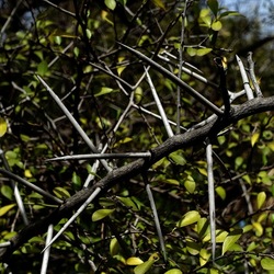 ORTO BOTANICO. Fotografie di Giulio Azzarello &copy;2024.