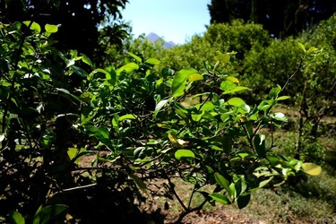 GIARDINO SICILIANO fotografie di Giulio Azzarello ©2021. GIARDINO SICILIANO fotografie di Giulio Azzarello ©2021.