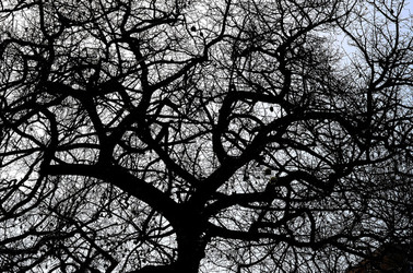 ORTO BOTANICO di Palermo in inverno. Fotografie di Giulio Azzarello &copy;2016.