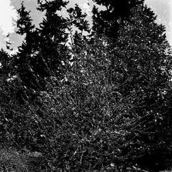 ROSE fotografie di Giulio Azzarello ©2021. ROSE fotografie di Giulio Azzarello ©2021.