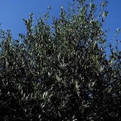 SELINUNTE. Fotografie di Giulio Azzarello ©2022. SELINUNTE. Fotografie di Giulio Azzarello ©2022.