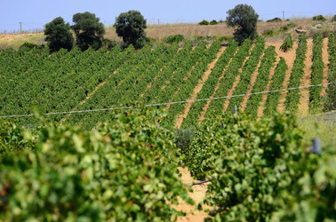 GORGHI TONDI oasi di vigneti e piante Mazzara del Vallo in Sicilia. Foto di Giulio Azzarello ©2016. GORGHI TONDI oasi di vigneti e piante Mazzara del Vallo in Sicilia. Foto di Giulio Azzarello ©2016.