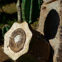 GIARDINO SICILIANO. Fotografie di Giulio Azzarello ©2022. GIARDINO SICILIANO. Fotografie di Giulio Azzarello ©2022.