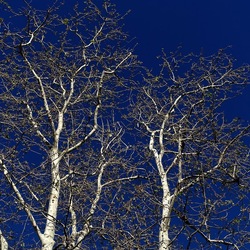 ALBERI. Fotografie di Giulio Azzarello &copy;2024.
