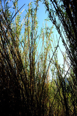 GOLE DELL ALCANTARA in Sicilia. Fotografie di Giulio Azzarello &copy;2016.