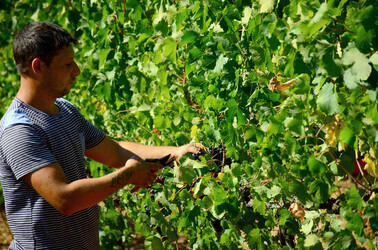 VENDEMMIA a S.Cristina Gela i coltivatori. Fotografie di Giulio Azzarello ©2016. VENDEMMIA a S.Cristina Gela i coltivatori. Fotografie di Giulio Azzarello ©2016.