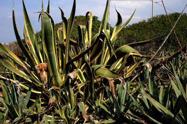 AGAVE selvatica sul mare in Sicilia a Cefalù. Fotografie di Giulio Azzarello ©2014. AGAVE selvatica sul mare in Sicilia a Cefalù. Fotografie di Giulio Azzarello ©2014.