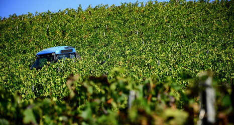 VENDEMMIA a S.Cristina Gela in Sicilia. Fotografie di Giulio Azzarello &copy;2016.