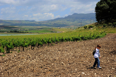 VIGNETO AGRITURISTICO PLANETA a Sambuca di Sicilia. Fotografie di Giulio Azzarello &copy;2014.