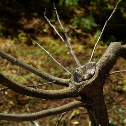 GIARDINO SICILIANO. Fotografie di Giulio Azzarello &copy;2024.