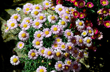 ORTO BOTANICO di Palermo in inverno. Fotografie di Giulio Azzarello &copy;2016.