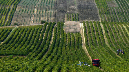 VIGNETO tipico siciliano a Salemi panoramiche e particolari. Fotografie di Giulio Azzarello &copy;2014.