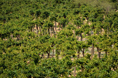 GORGHI TONDI oasi di vigneti e piante Mazzara del Vallo in Sicilia. Foto di Giulio Azzarello ©2016. GORGHI TONDI oasi di vigneti e piante Mazzara del Vallo in Sicilia. Foto di Giulio Azzarello ©2016.