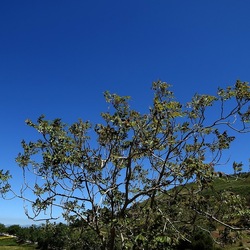 SEGESTA. Fotografie di Giulio Azzarello ©2024. SEGESTA. Fotografie di Giulio Azzarello ©2024.