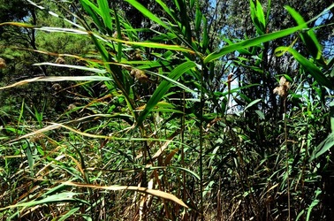 SELINUNTE sito archeologico. Fotografie di Giulio Azzarello ©2018. SELINUNTE sito archeologico. Fotografie di Giulio Azzarello ©2018.