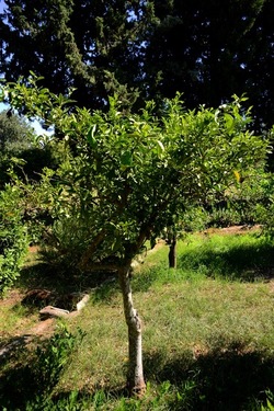 GIARDINO SICILIANO fotografie di Giulio Azzarello ©2021. GIARDINO SICILIANO fotografie di Giulio Azzarello ©2021.