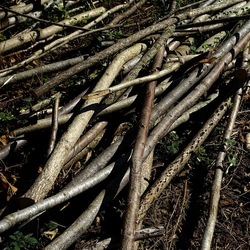 RAMI E ROVI. Fotografie di Giulio Azzarello ©2023. RAMI E ROVI. Fotografie di Giulio Azzarello ©2023.