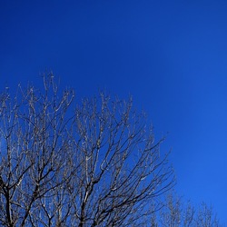 ALBERI. Fotografie di Giulio Azzarello &copy;2024.
