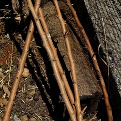 GIARDINO SICILIANO. Fotografie di Giulio Azzarello ©2022. GIARDINO SICILIANO. Fotografie di Giulio Azzarello ©2022.