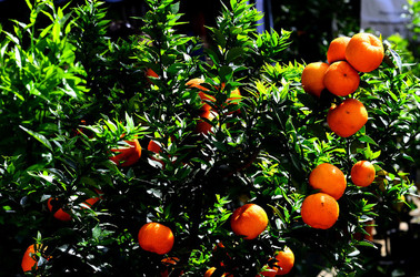 ORTO BOTANICO di Palermo in inverno. Fotografie di Giulio Azzarello &copy;2016.