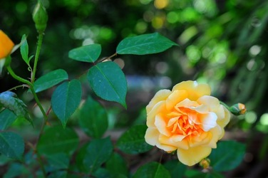 ORTO BOTANICO di Palermo nel maggio 2018. Fotografie di Giulio Azzarello &copy;2018.