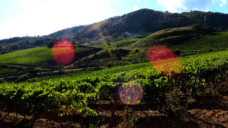 VENDEMMIA di AUTUNNO a S.Cristina Gela in Sicilia. Fotografie di Giulio Azzarello &copy;2016.