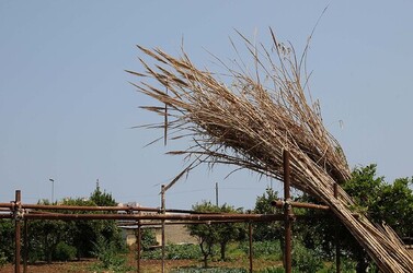 IL CANNETO del contadino siciliano. Fotografie di Giulio Azzarello &copy;2014.