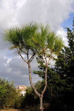LUIGI PIRANDELLO il parco e la casa museo. Fotografie di Giulio Azzarello ©2014.