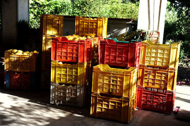 LIMONI di Sicilia coltivati in modo biologico. Fotografie di Giulio Azzarello &copy;2014.