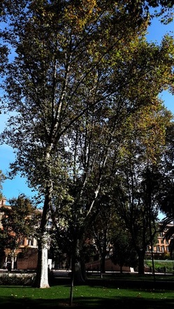 ROMA fotografie di Giulio Azzarello &copy;2022.