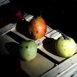 ORTO BOTANICO di PALERMO. Fotografie di Giulio Azzarello ©2019.