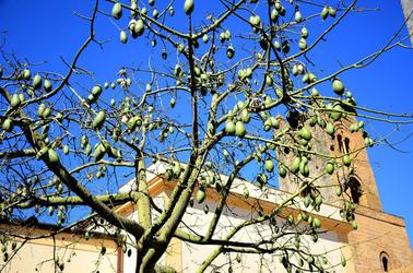 MACCHIA MEDITERRANEA in Sicilia. Fotografie di Giulio Azzarello &copy;2106.