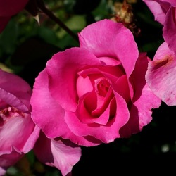 ROSETO. Fotografie di Giulio Azzarello &copy;2022.