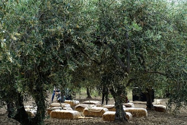 ULIVETO SICILIANO. Fotografie di Giulio Azzarello ©2022.