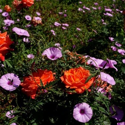 ROSETO. Fotografie di Giulio Azzarello &copy;2022.