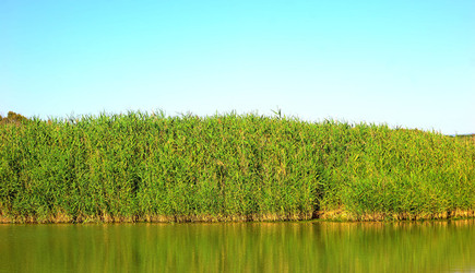 CANNETI in SICILIA. Fotografie di Giulio Azzarello &copy;2016.