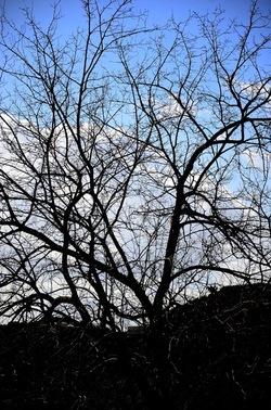 PARCO ARCHEOLOGICO DEL PALATINO Roma. Fotografie di Giulio Azzarello ©2020.