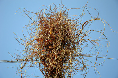 GRANDE NIDO spontaneo in campagna. Fotografie di Giulio Azzarello &copy;2014.