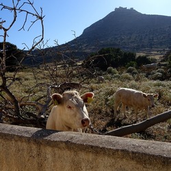 BESTIE. Fotografie di Giulio Azzarello ©2022. BESTIE. Fotografie di Giulio Azzarello ©2022.